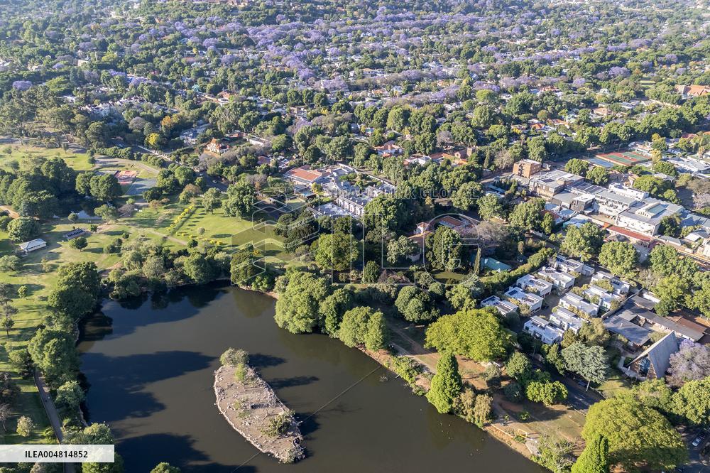 Blooming Jacaranda Trees - Johannesburg