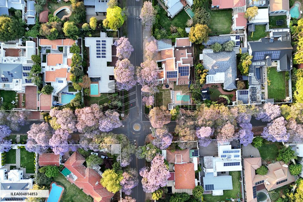 Blooming Jacaranda Trees - Johannesburg