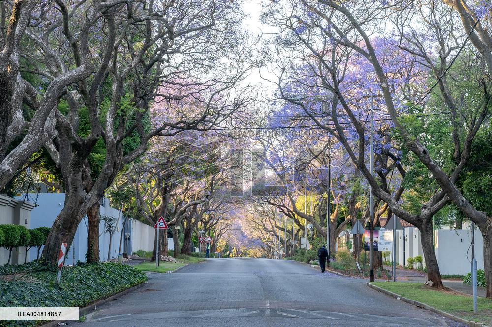 Blooming Jacaranda Trees - Johannesburg