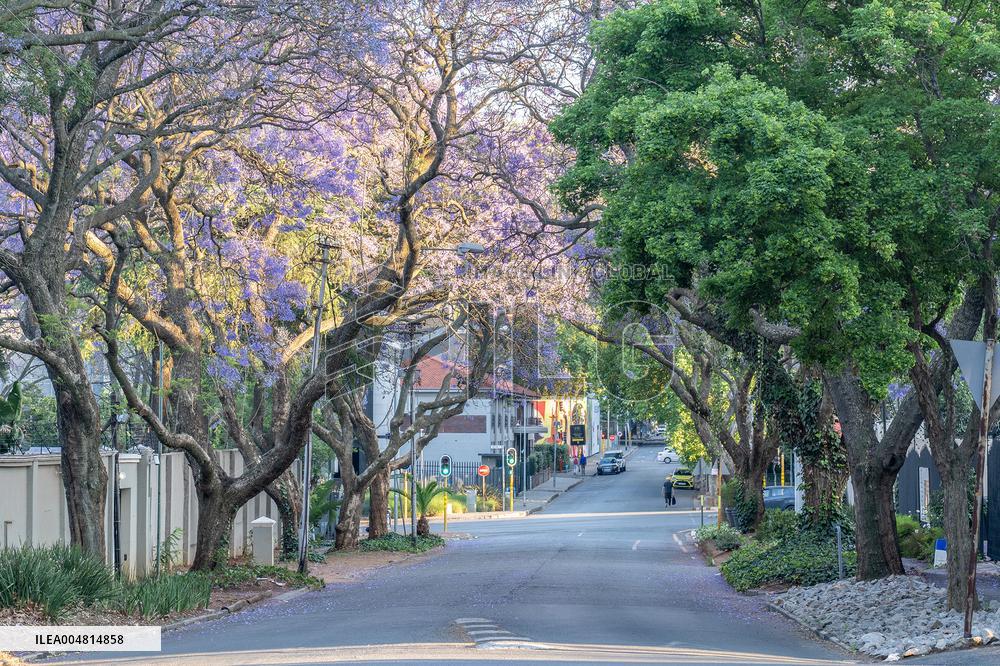 Blooming Jacaranda Trees - Johannesburg
