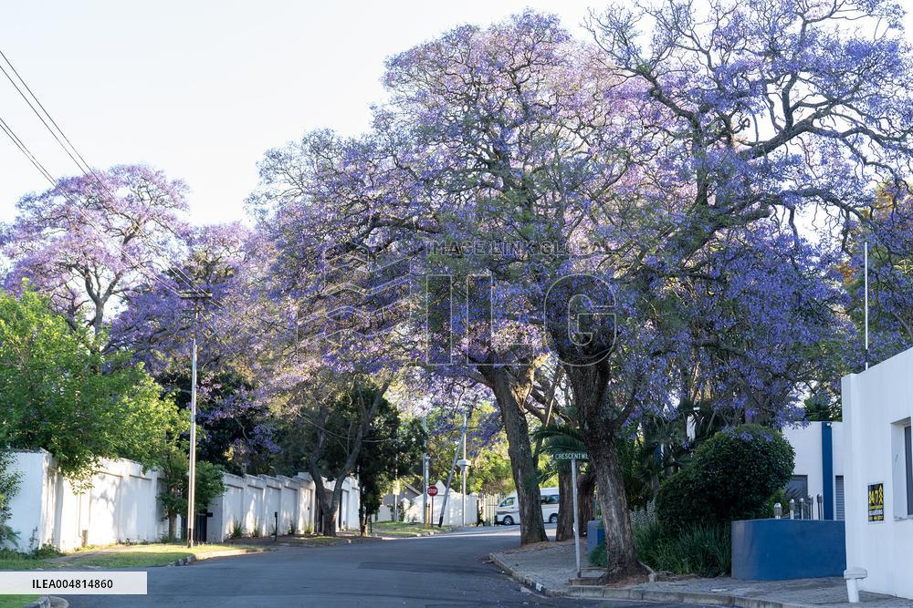 Blooming Jacaranda Trees - Johannesburg