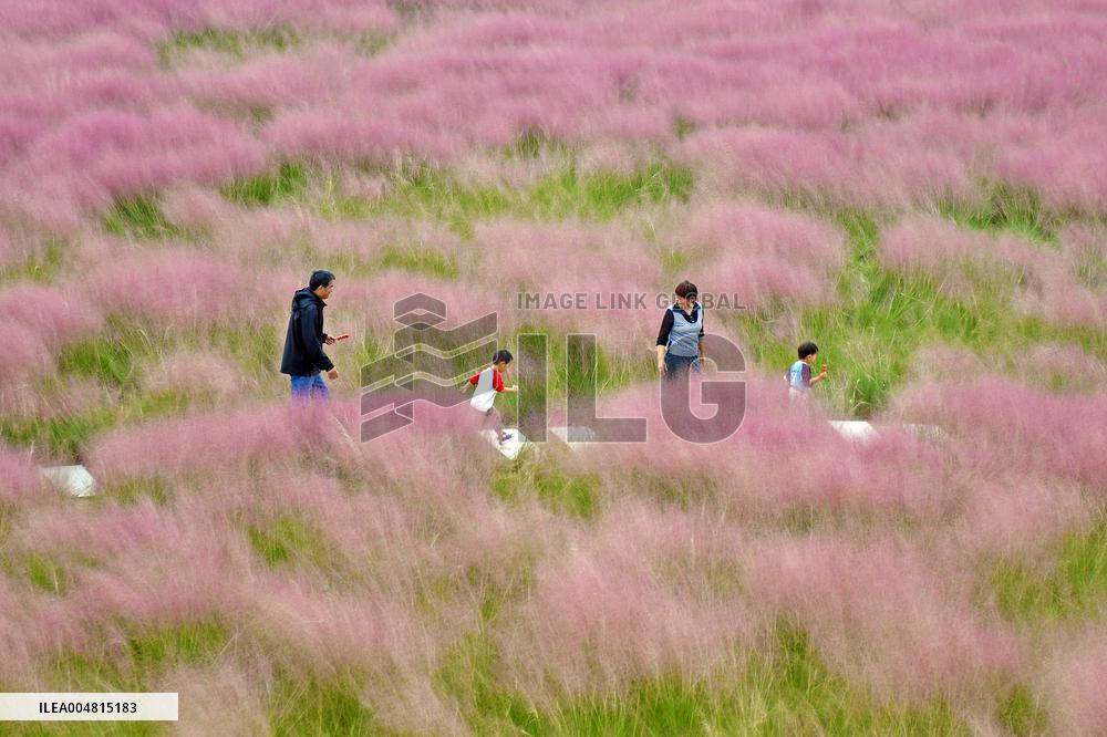 Pink Muhlygrass Tourism Popular