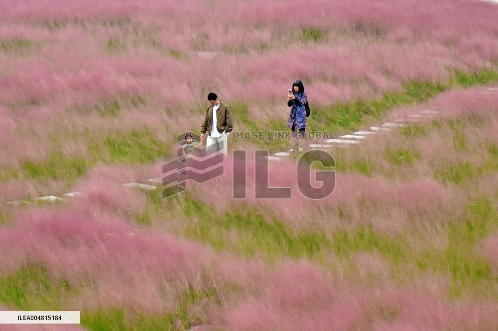 Pink Muhlygrass Tourism Popular