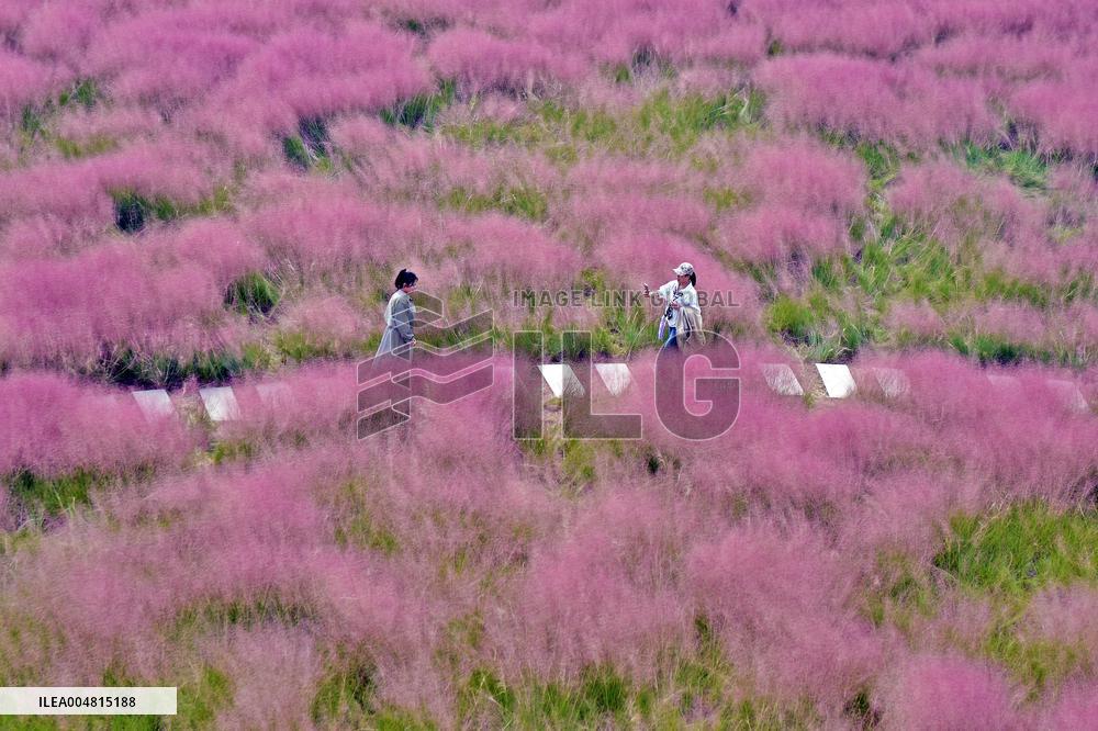 Pink Muhlygrass Tourism Popular