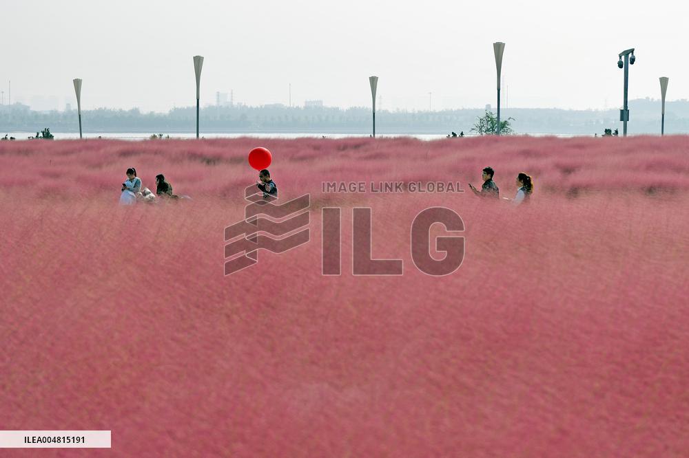 Pink Muhlygrass Tourism Popular