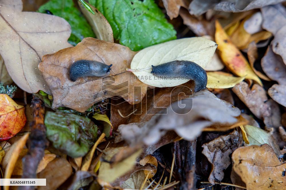 Alien slugs