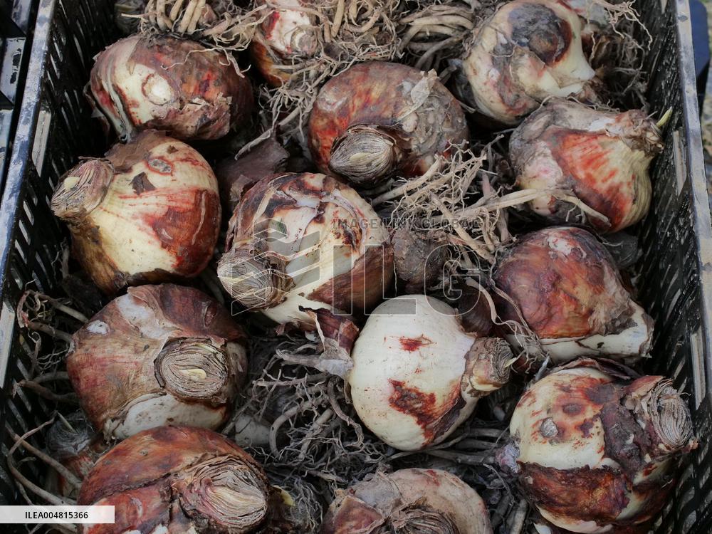 Tulip Fair in Bergamo - Italy