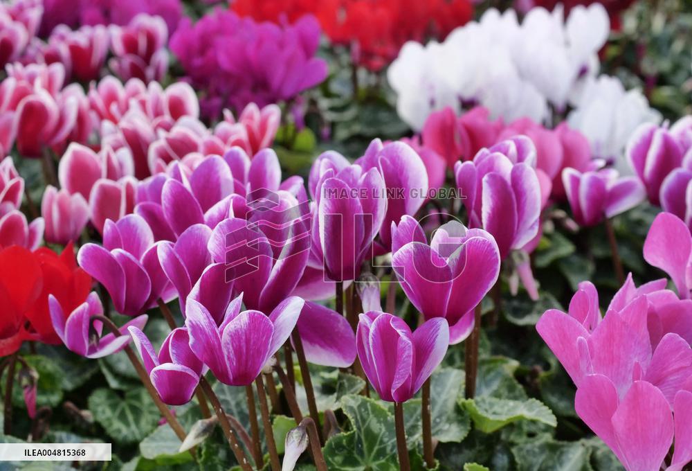 Tulip Fair in Bergamo - Italy