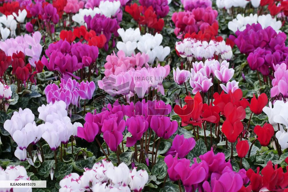 Tulip Fair in Bergamo - Italy