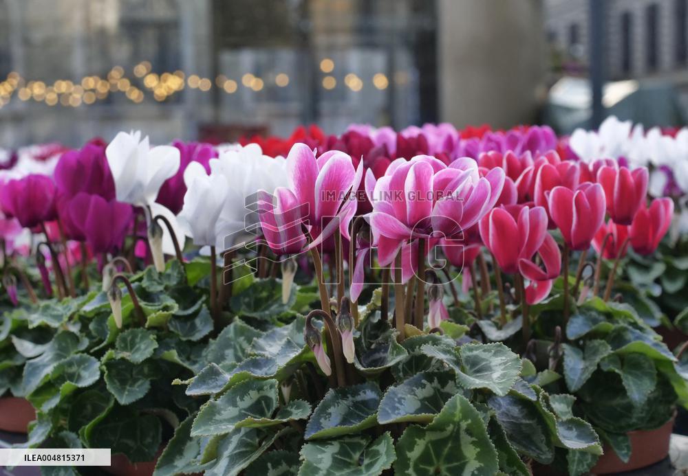 Tulip Fair in Bergamo - Italy