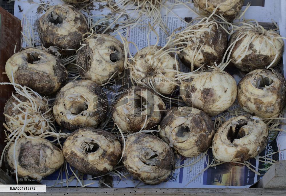 Tulip Fair in Bergamo - Italy