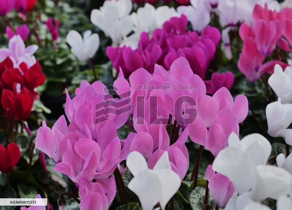 Tulip Fair in Bergamo - Italy
