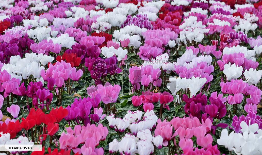 Tulip Fair in Bergamo - Italy