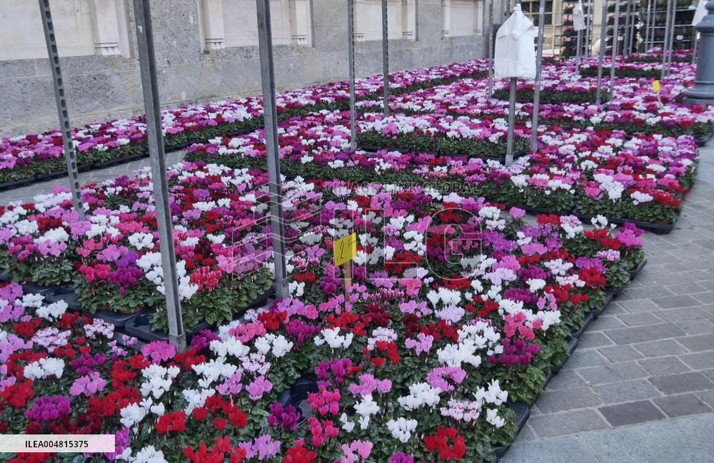 Tulip Fair in Bergamo - Italy
