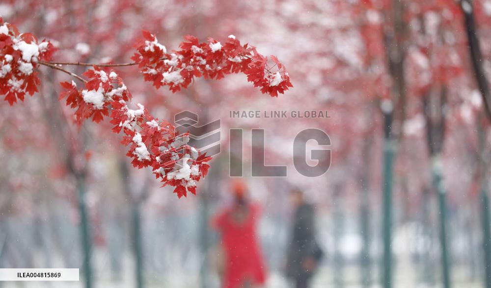 Snow In Harbin - China