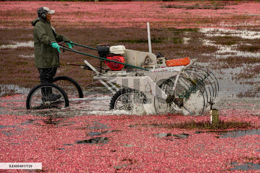 Cranberry Harvest Celebrated At Local Festival - Richmond
