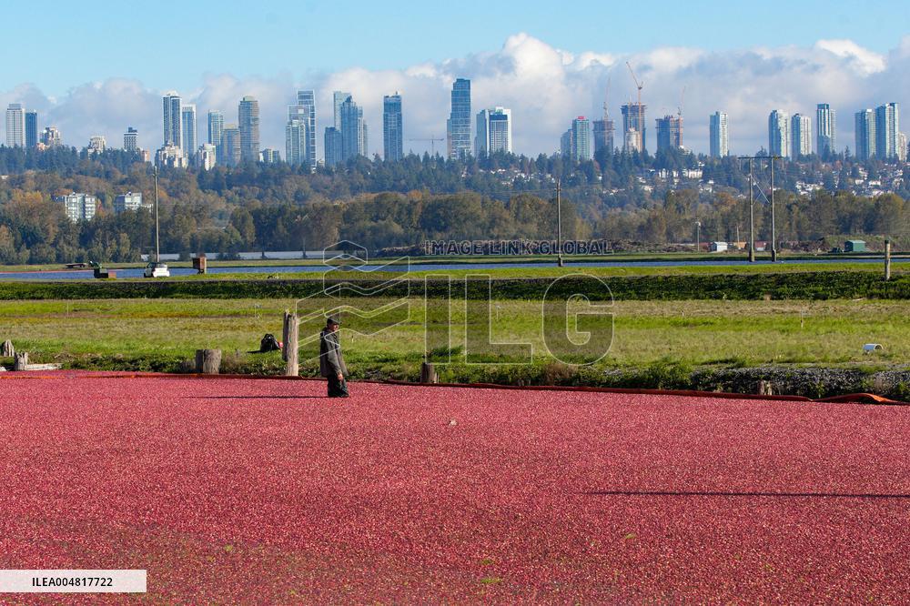 Cranberry Harvest Celebrated At Local Festival - Richmond
