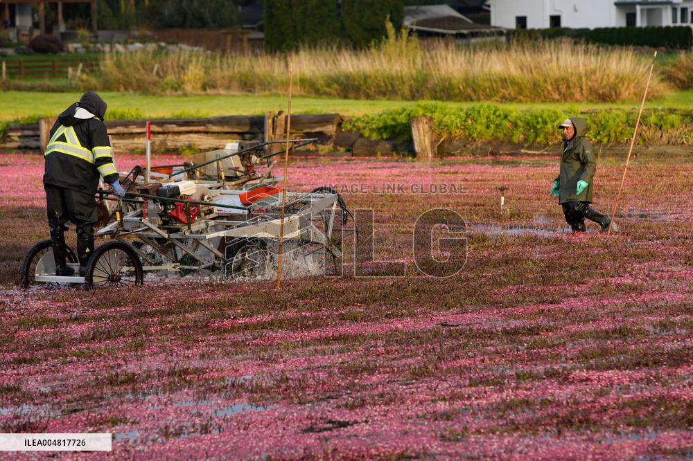 Cranberry Harvest Celebrated At Local Festival - Richmond