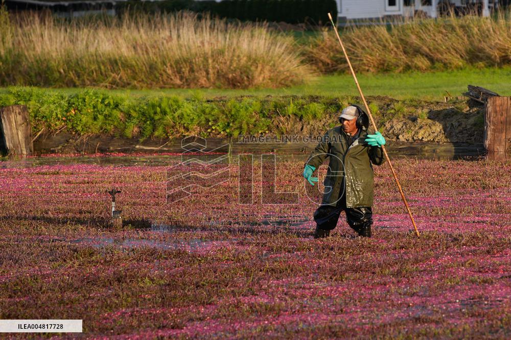 Cranberry Harvest Celebrated At Local Festival - Richmond