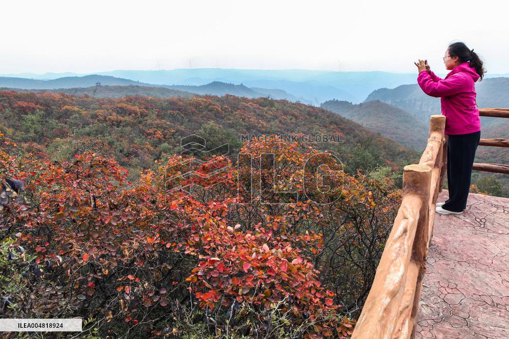 Autumn Scenery Tourism - Chin