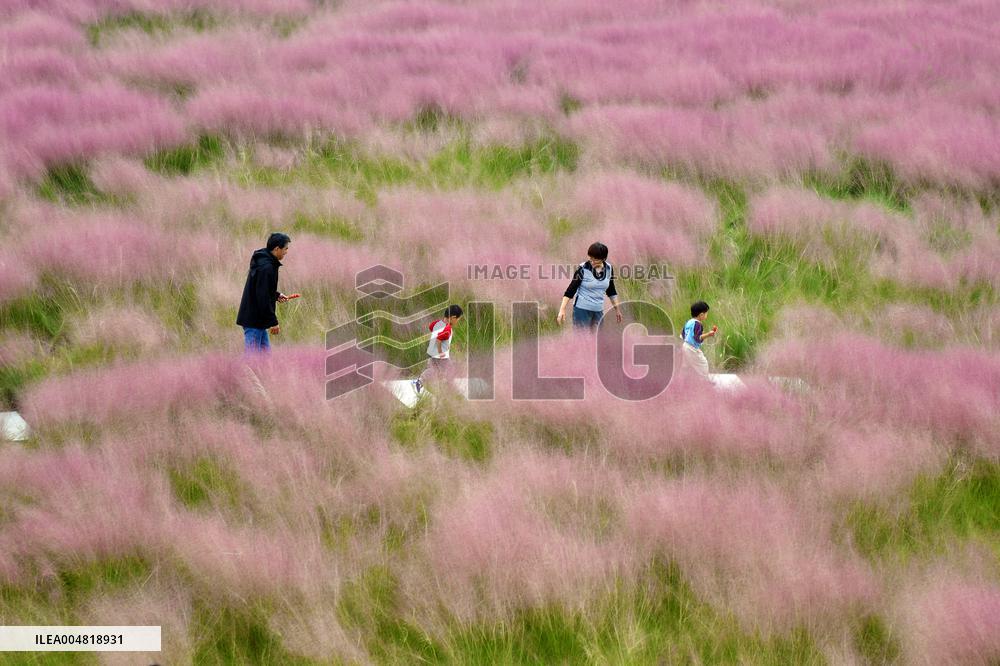 Autumn Scenery Tourism - Chin