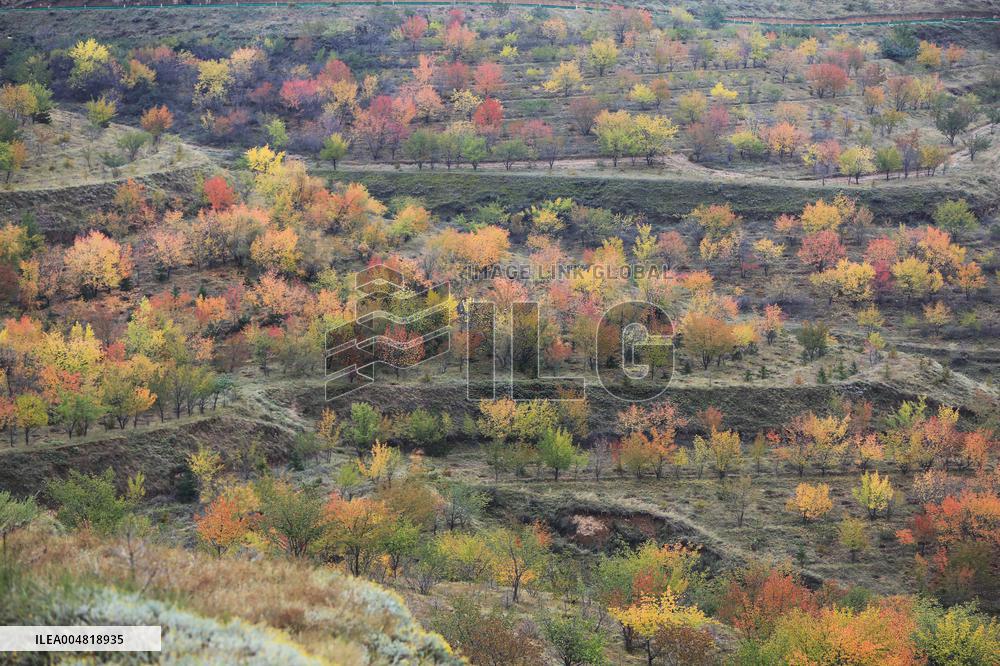 Autumn Scenery Tourism - Chin