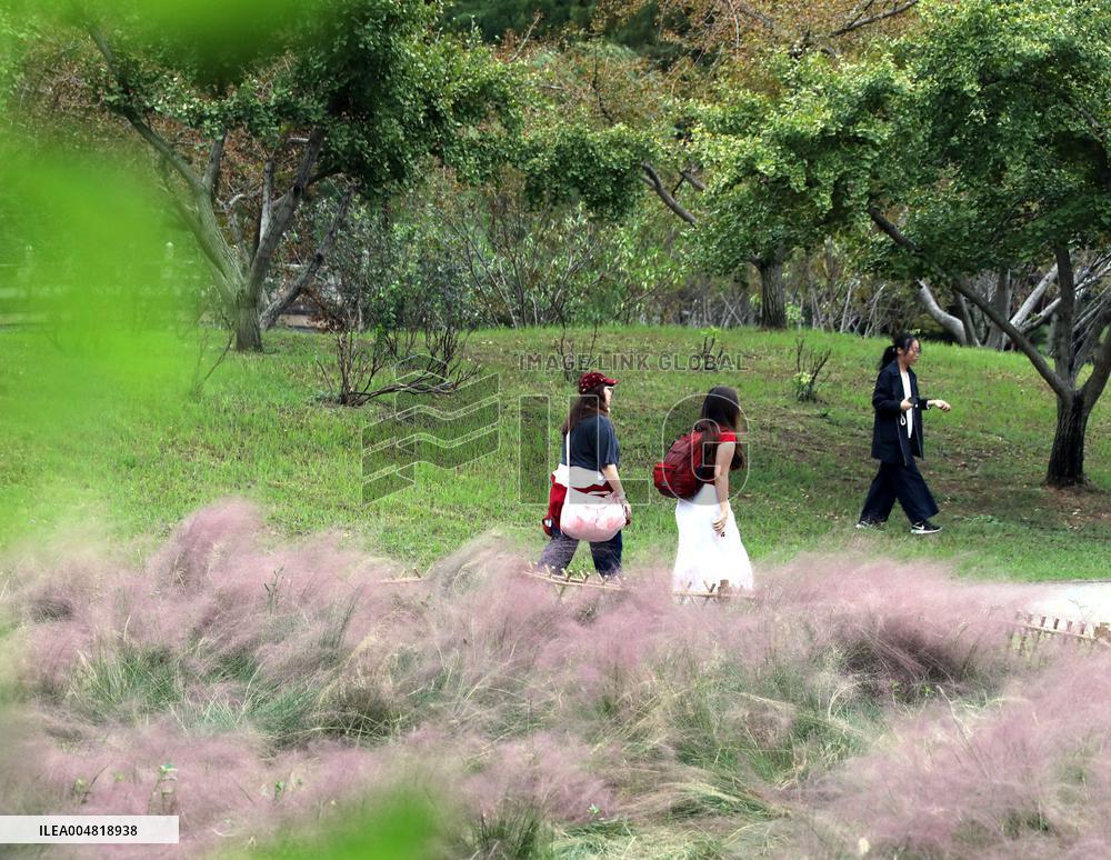 Autumn Scenery Tourism - Chin