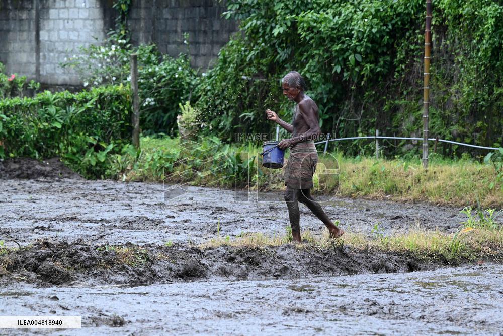 Paddy Field Cultivation Observed - Colombo