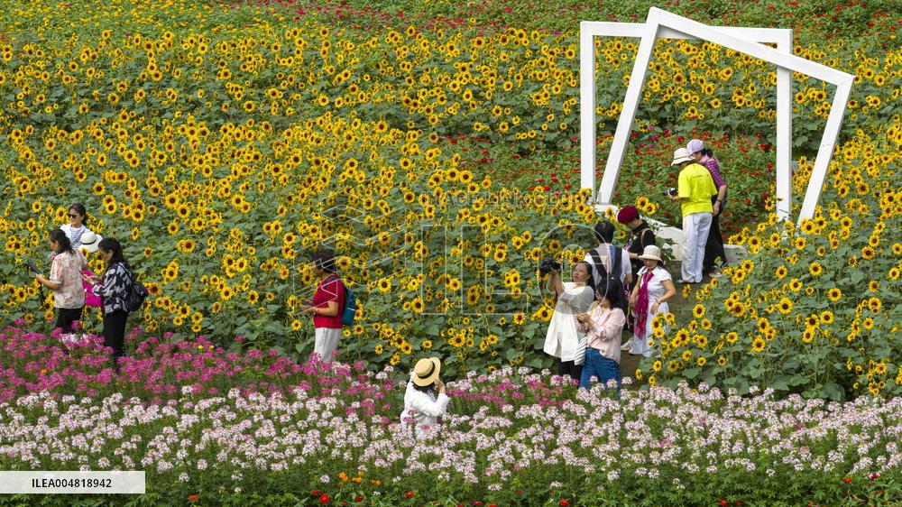 Autumn Scenery Tourism - Chin