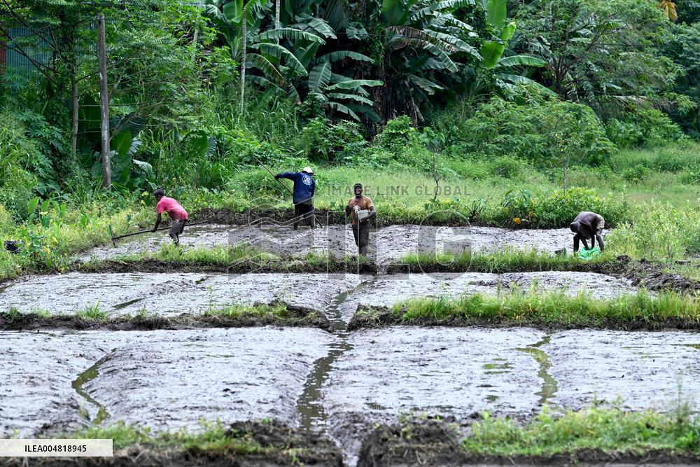 Paddy Field Cultivation Observed - Colombo
