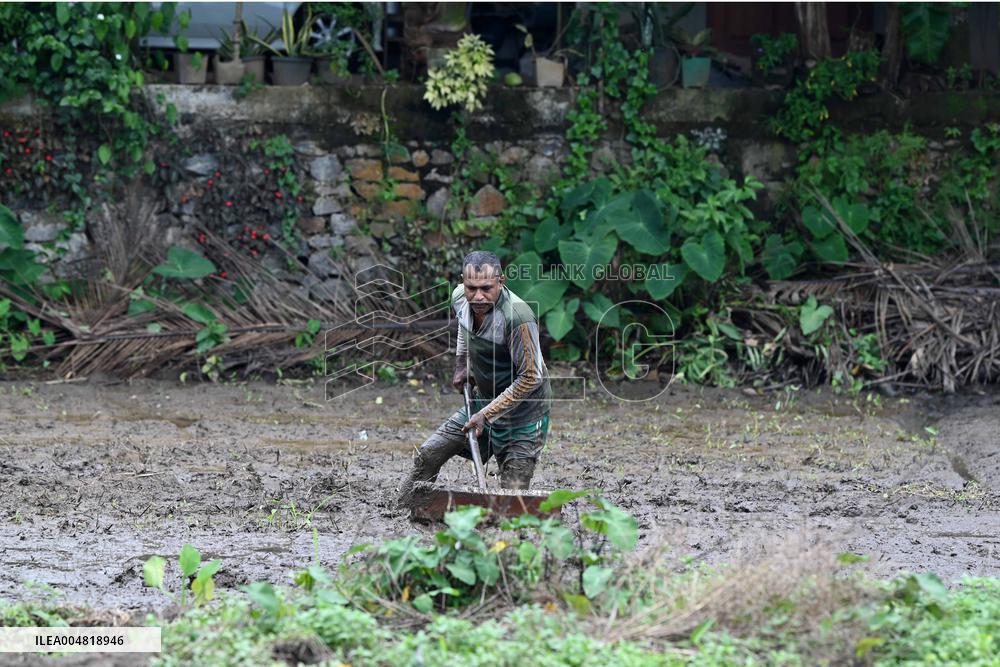 Paddy Field Cultivation Observed - Colombo