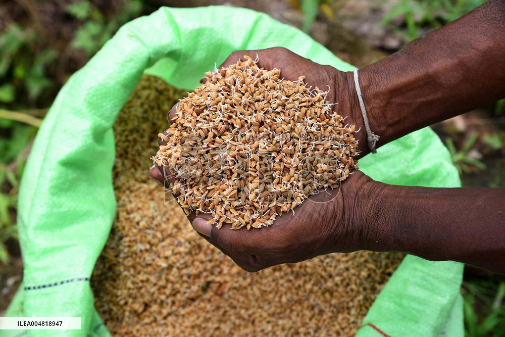 Paddy Field Cultivation Observed - Colombo