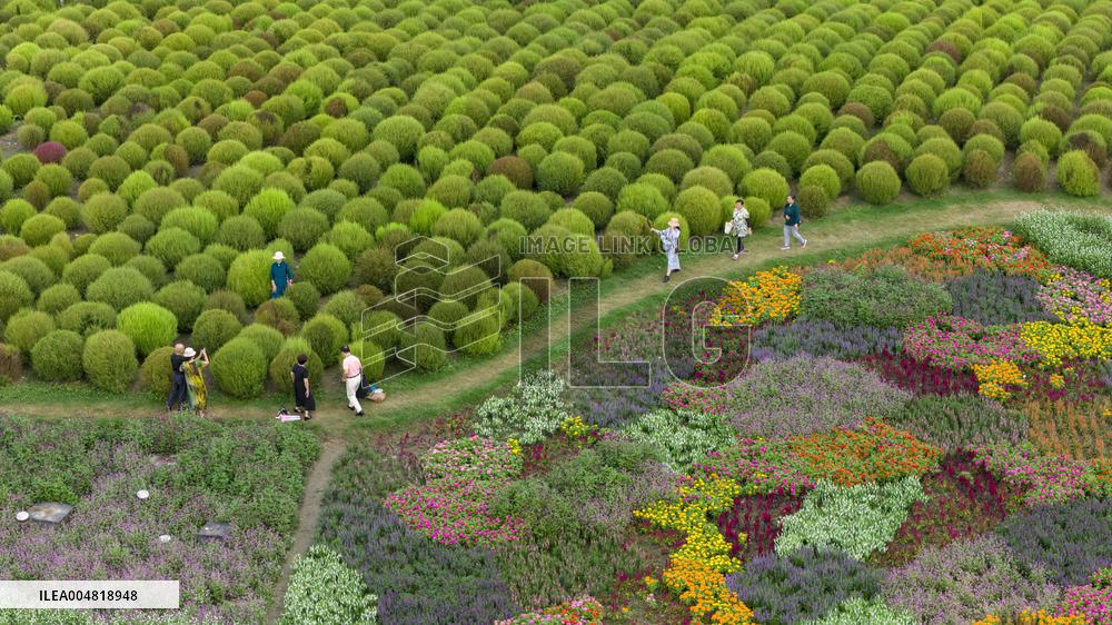 Autumn Scenery Tourism - Chin