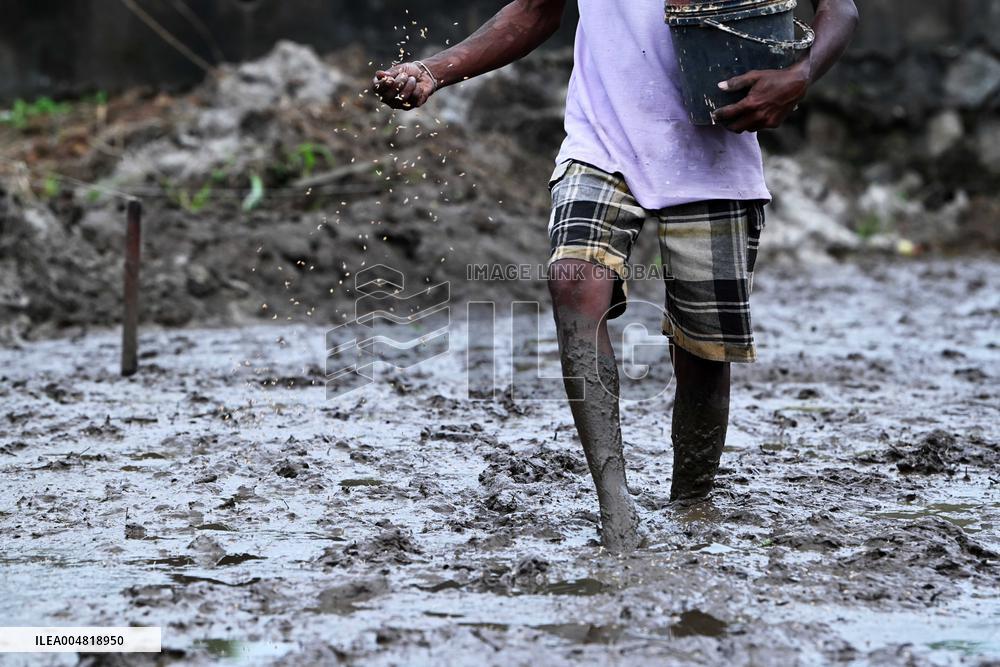 Paddy Field Cultivation Observed - Colombo