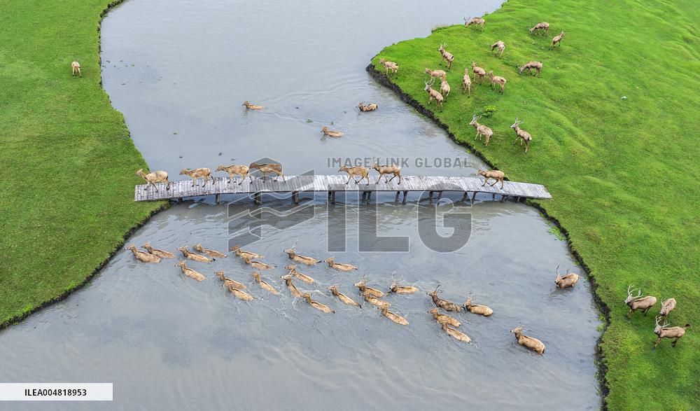 Autumn Scenery Tourism - Chin