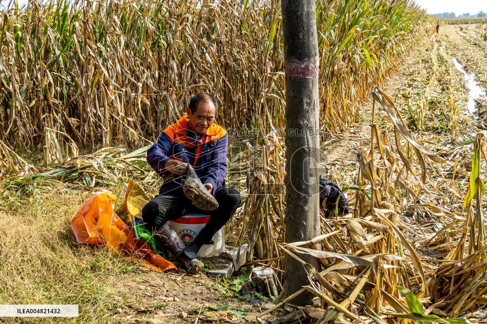 Farmland After Rainy Weather
 in Anyang