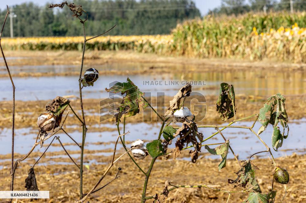 Farmland After Rainy Weather
 in Anyang