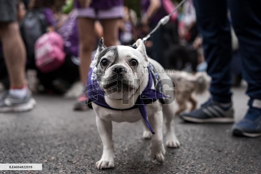 Celebration of the XIV Perrotón Madrid