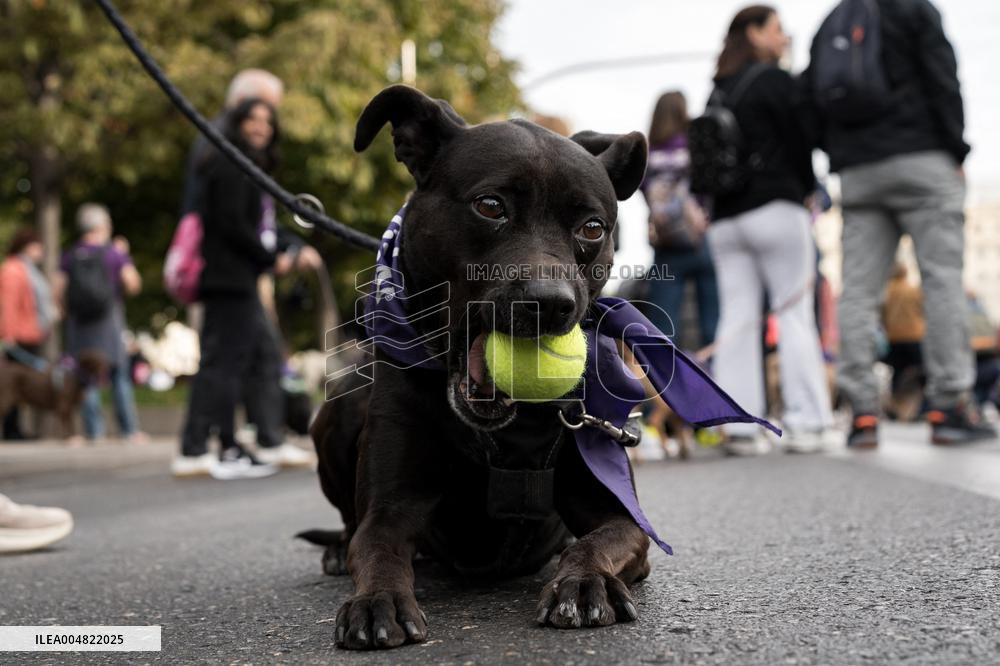 Celebration of the XIV Perrotón Madrid