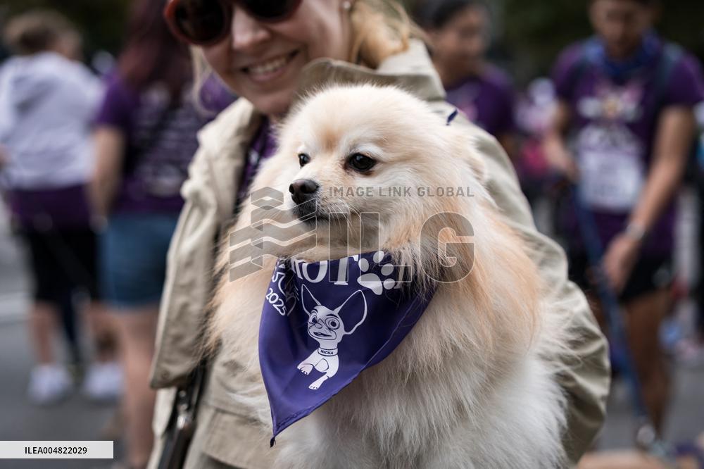 Celebration of the XIV Perrotón Madrid