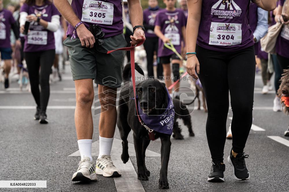 Celebration of the XIV Perrotón Madrid