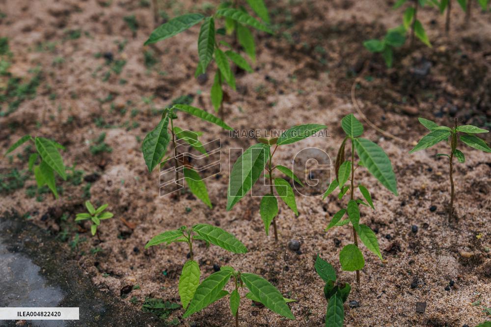 Urca Oil and Gas Production Field Development - Brazil