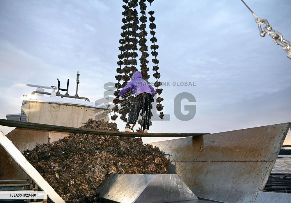 Cultured oysters in Hiroshima