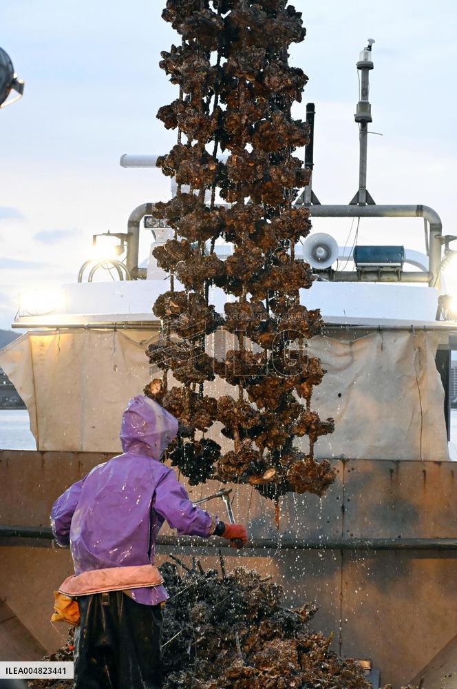 Cultured oysters in Hiroshima