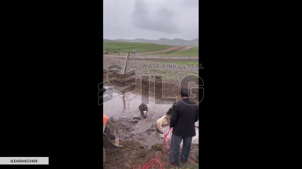 China: Tourists and Locals Rescue Yaks from Mud Pit in Qinghai
