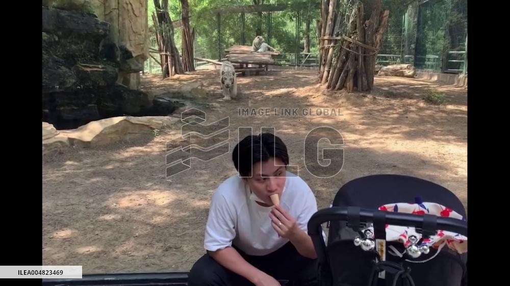 China: White Tiger Attempts Sneak on Zoo Visitor in Beijing