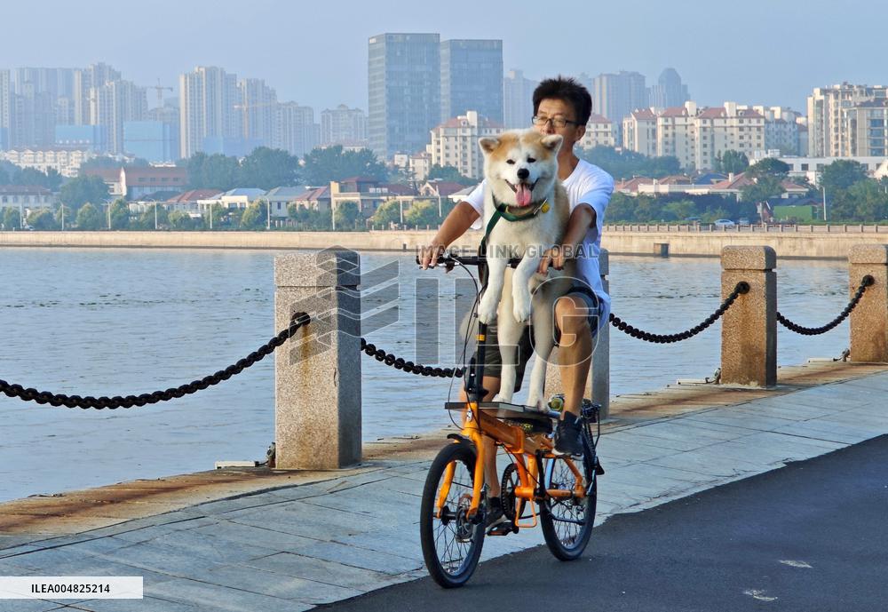 China's Pet Economy