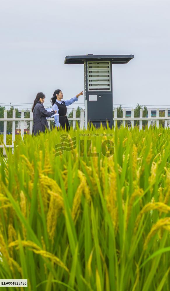 Modern Agricultural Industrial Park Crop Insect Monitoring Station