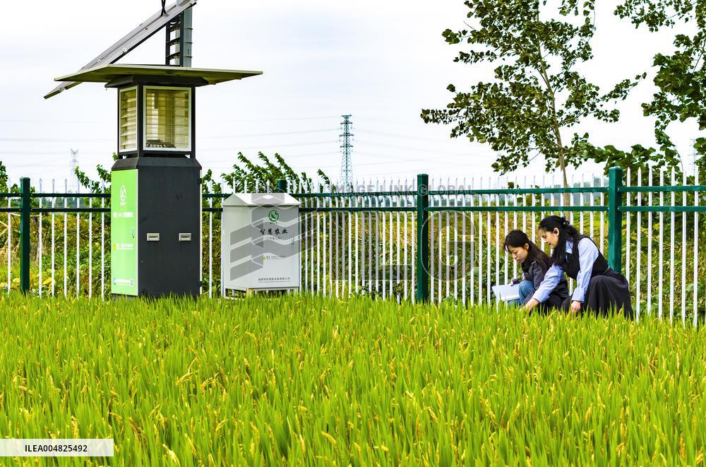 Modern Agricultural Industrial Park Crop Insect Monitoring Station