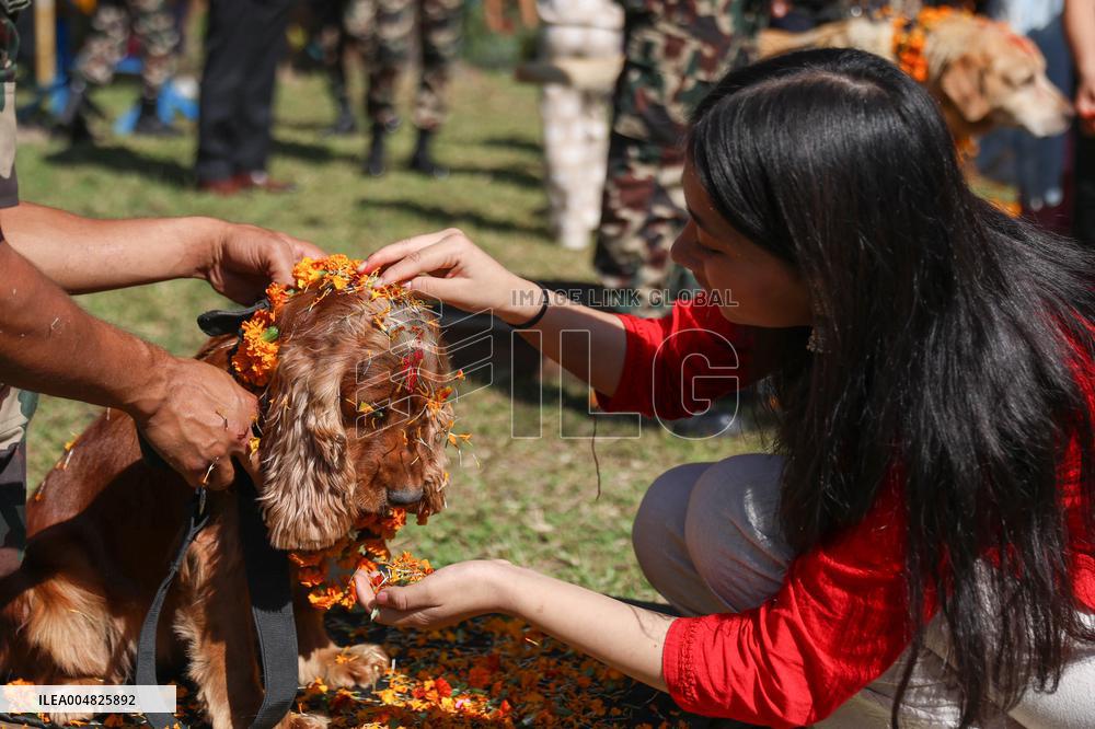 Service Dogs Worshiped During Kukur Tihar Celebration - Nepal
